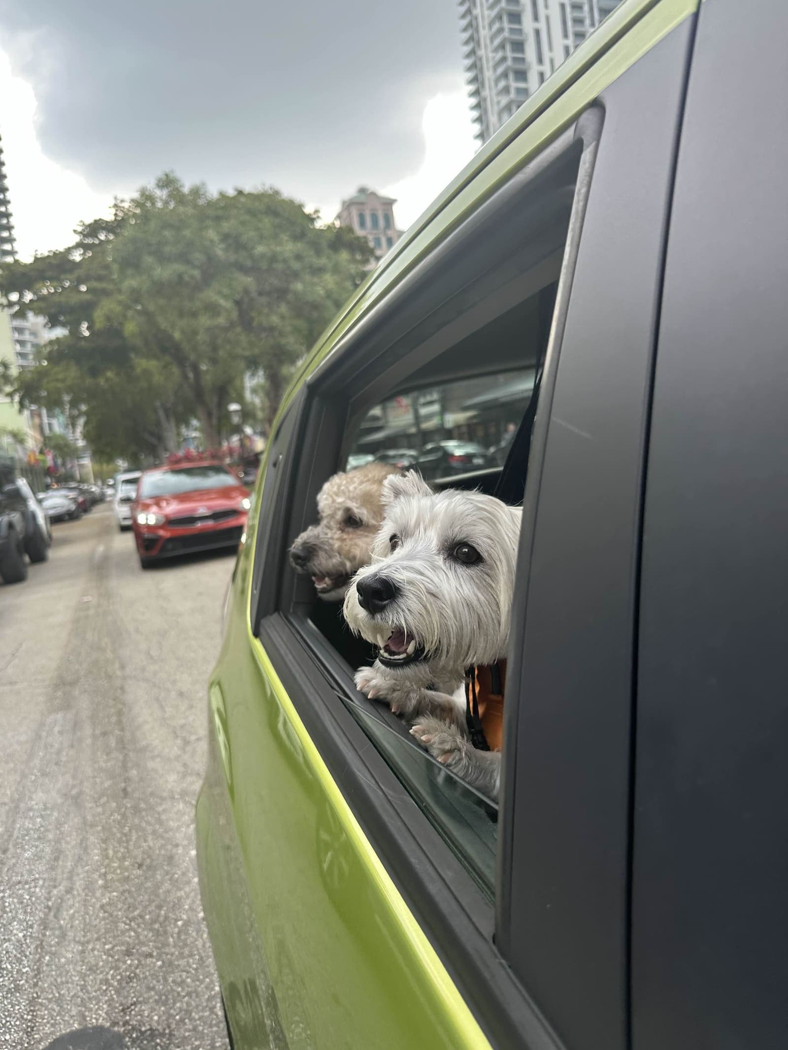 Two small dogs looking out a car window