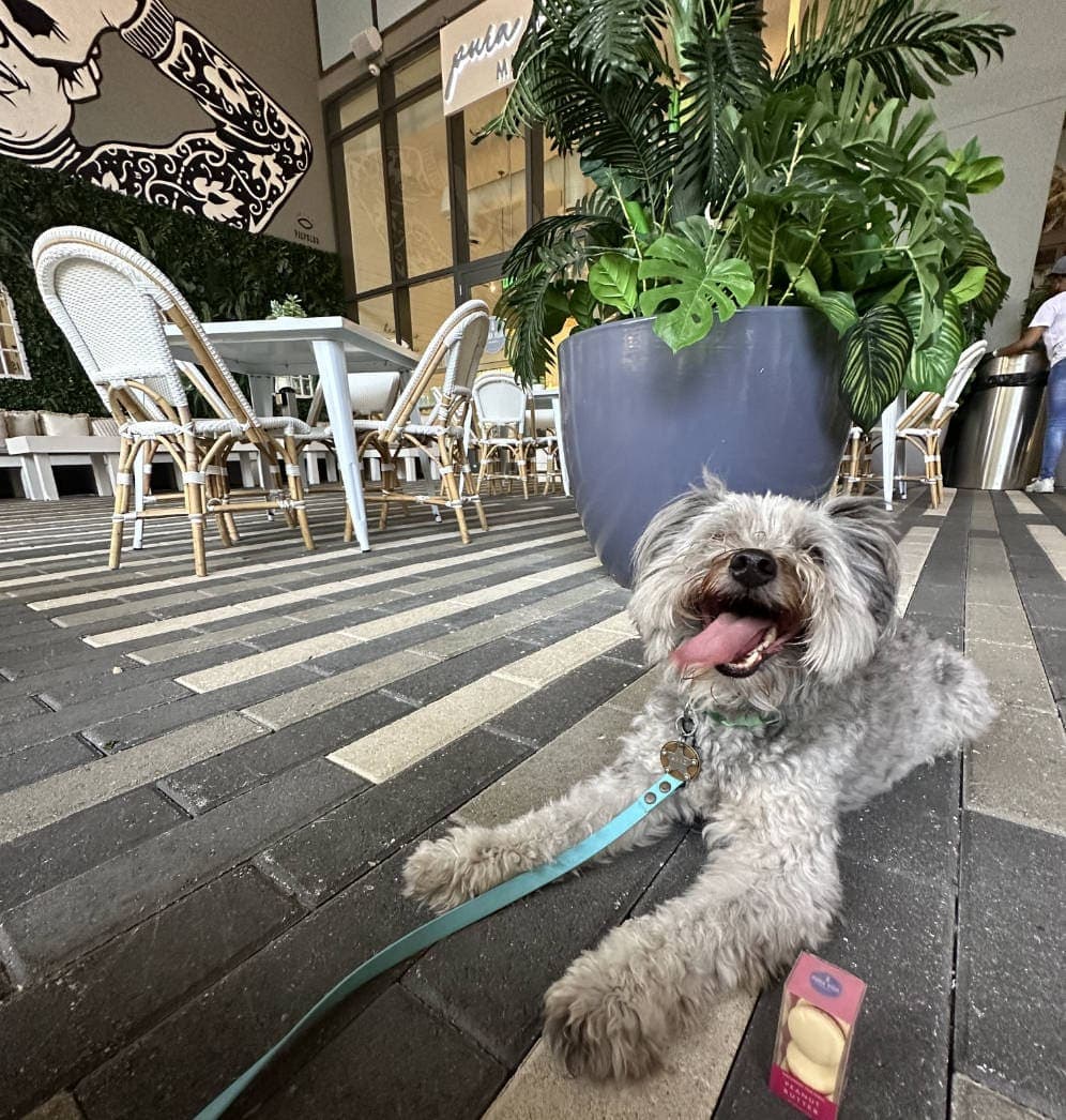 Happy gray dog on a leash outside a café