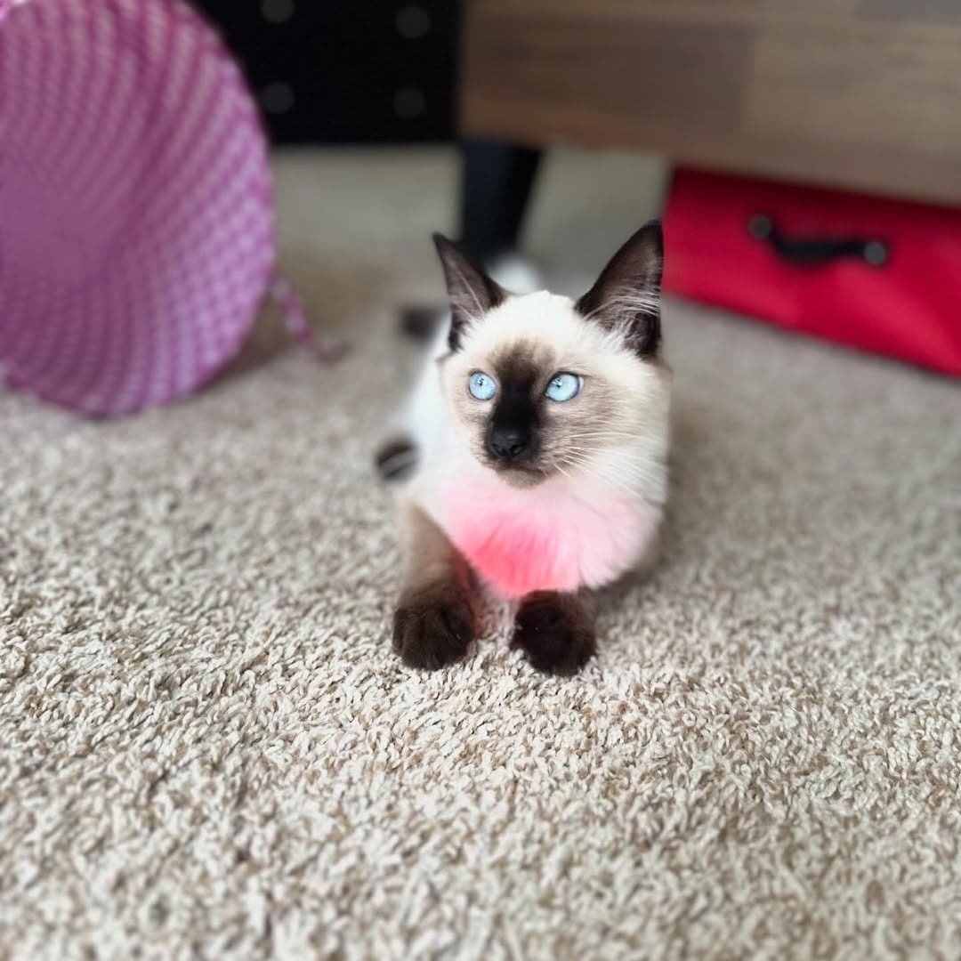 Siamese kitten Marie sitting on a carpet and looking at the camera