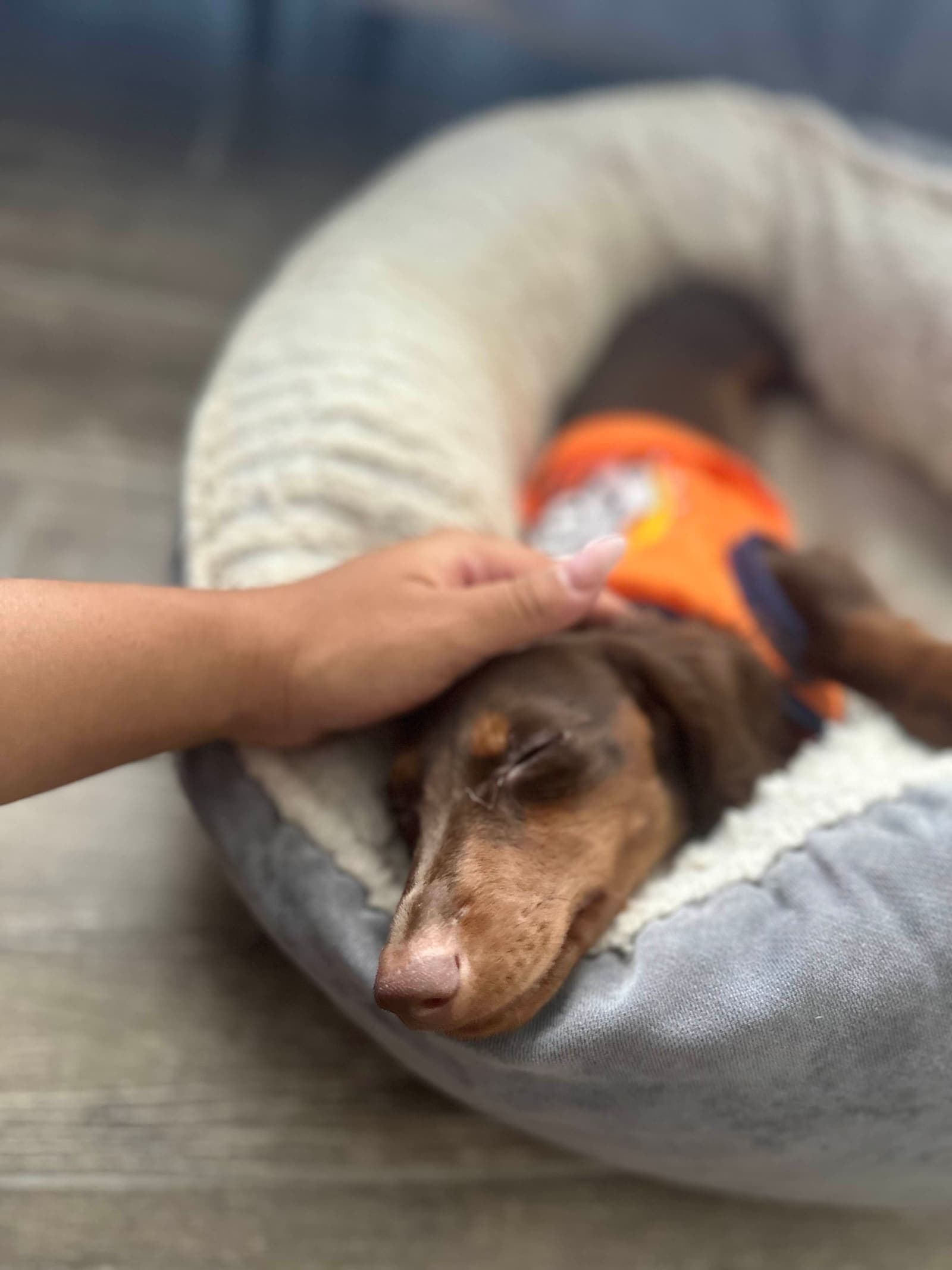 Bianca petting a small dog napping in its bed