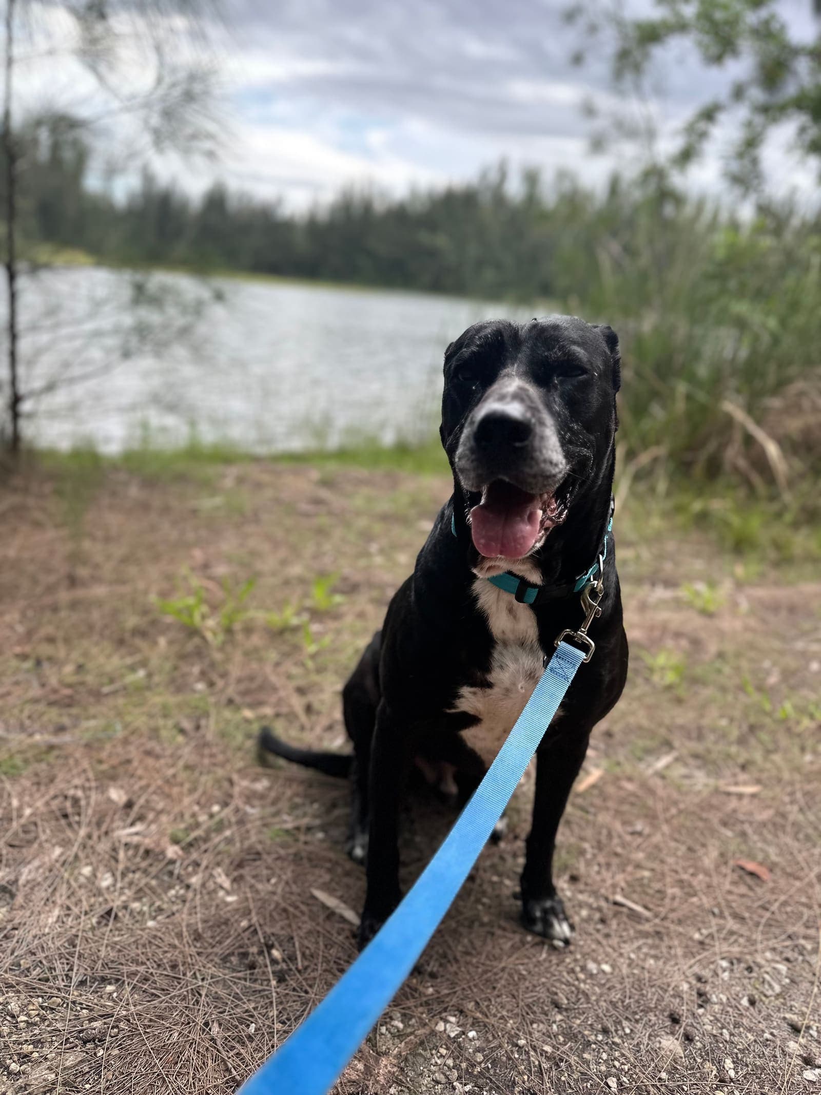 Black dog on a leash by a lake