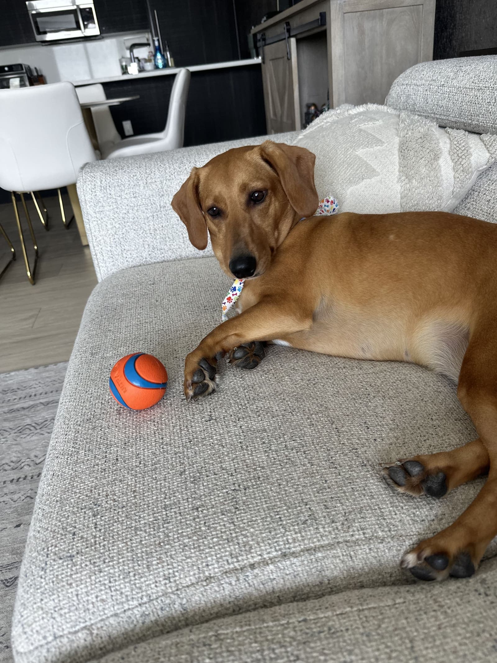 Brown dog relaxing on a couch with a ball