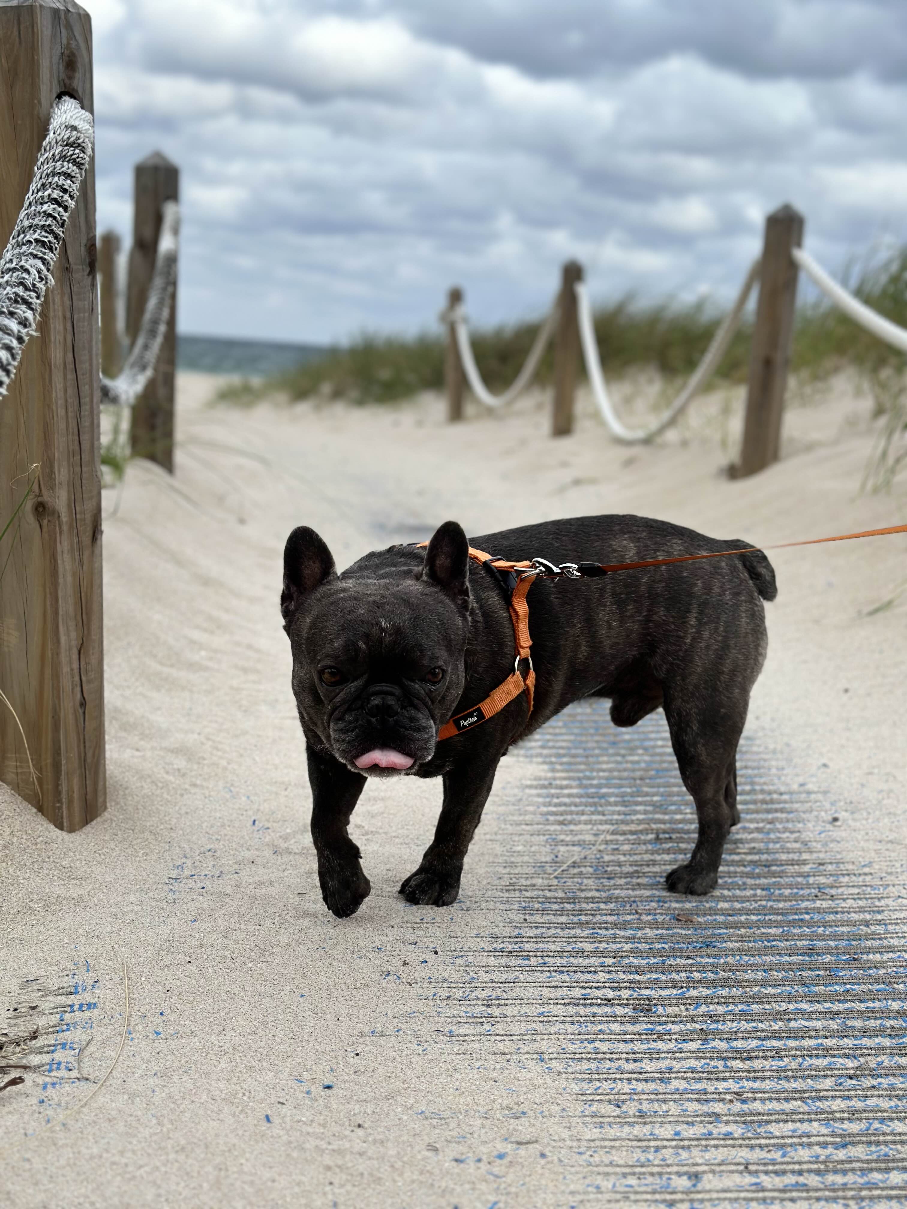 Pet care expert with a dog at the beach