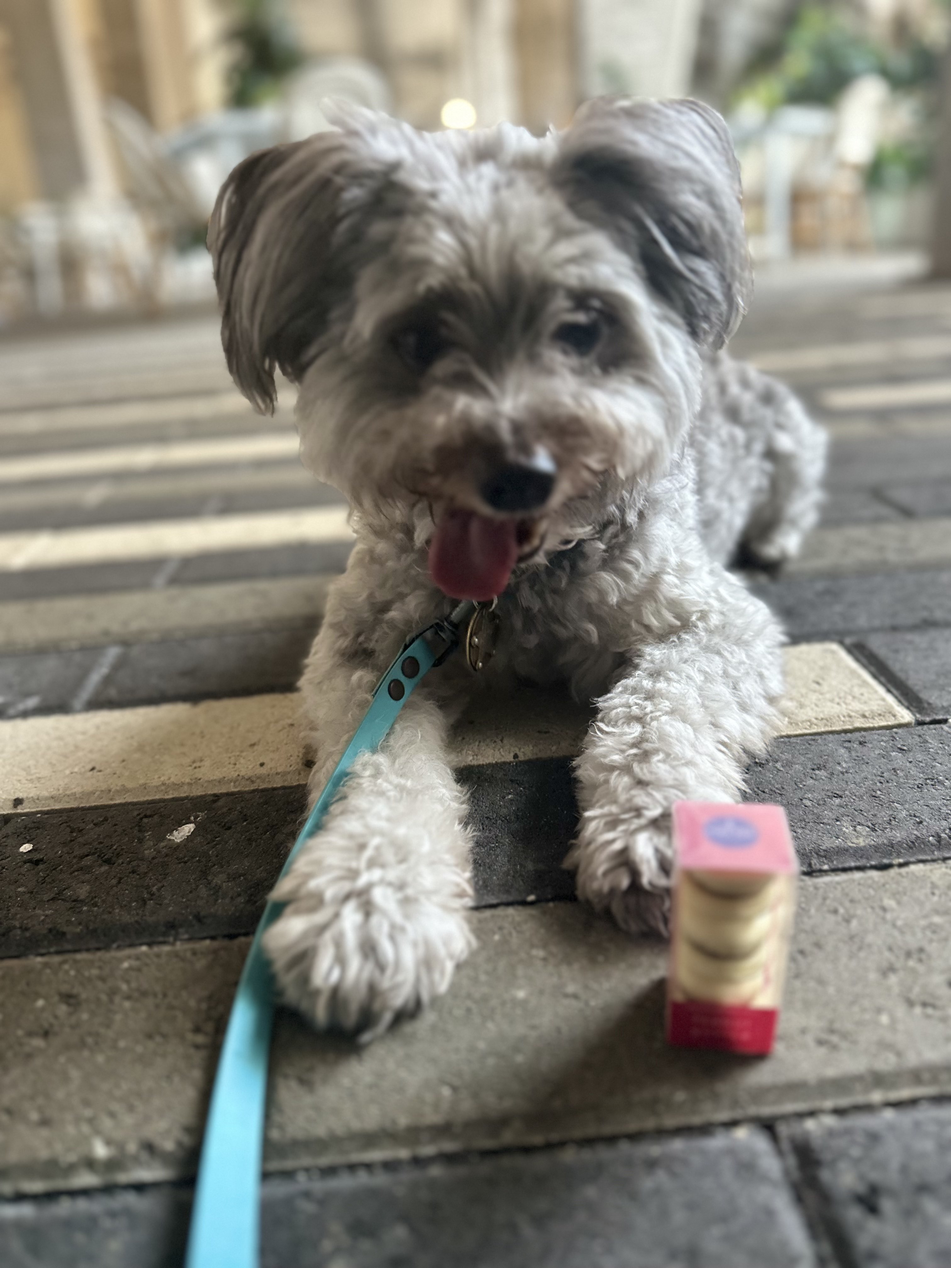 Dog enjoying a walk